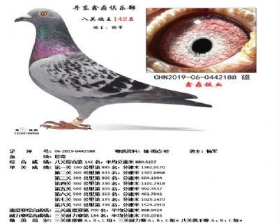 丹东鑫鼎八关鸽王142名
