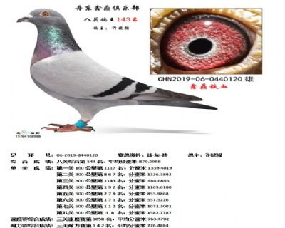 丹东鑫鼎八关鸽王143名