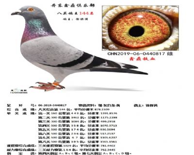 丹东鑫鼎八关鸽王144名
