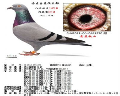 丹东鑫鼎八关鸽王145名