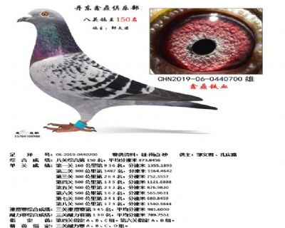 丹东鑫鼎八关鸽王150名