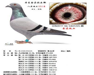 丹东鑫鼎八关鸽王151名