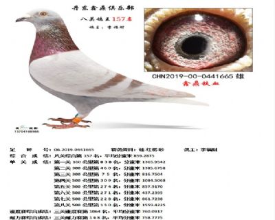 丹东鑫鼎八关鸽王157名