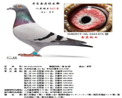丹东鑫鼎八关鸽王161名