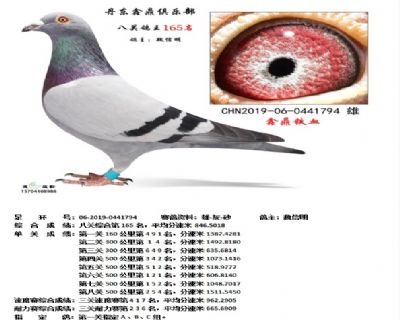 丹东鑫鼎八关鸽王165名