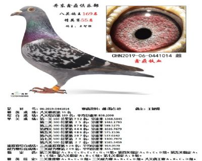 丹东鑫鼎八关鸽王169名