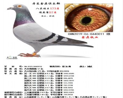 丹东鑫鼎八关鸽王173名