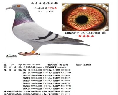 丹东鑫鼎八关鸽王176名