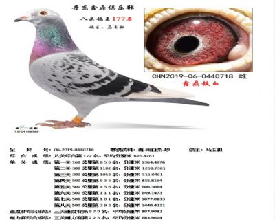 丹东鑫鼎八关鸽王177名
