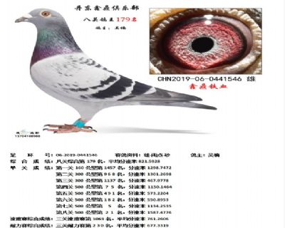 丹东鑫鼎八关鸽王179名