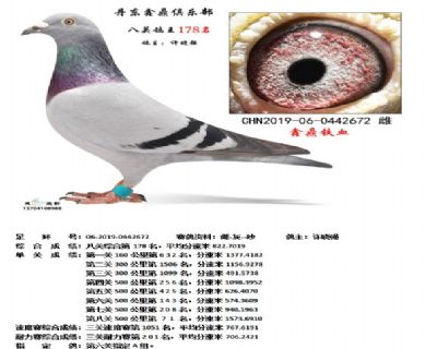 丹东鑫鼎八关鸽王178名
