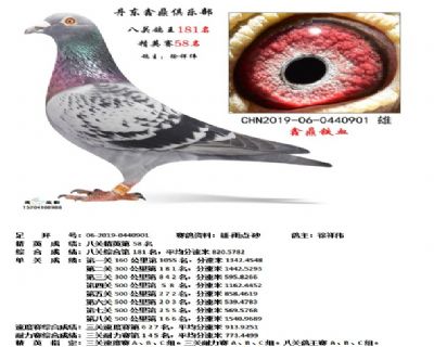 丹东鑫鼎八关鸽王181名