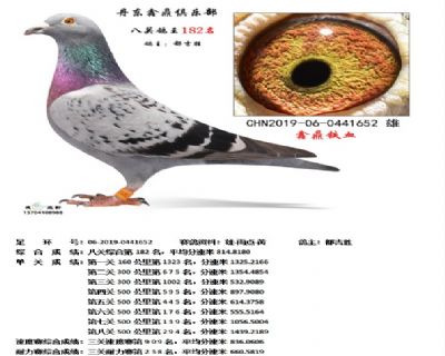 丹东鑫鼎八关鸽王182名