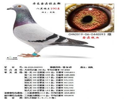 丹东鑫鼎八关鸽王190名