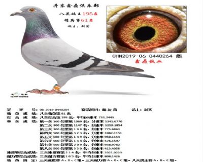 丹东鑫鼎八关鸽王195名