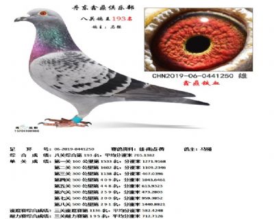 丹东鑫鼎八关鸽王193名