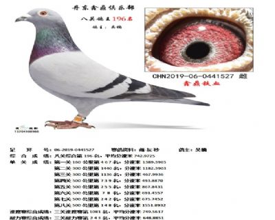 丹东鑫鼎八关鸽王196名