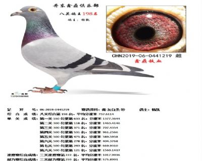 丹东鑫鼎八关鸽王198名