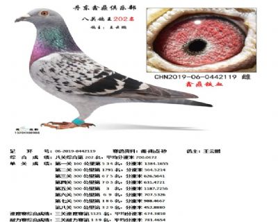 丹东鑫鼎八关鸽王202名