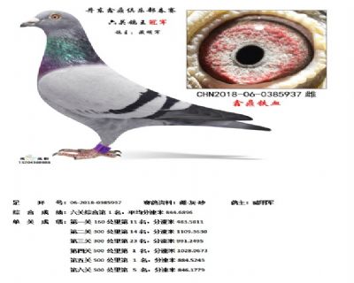 丹东鑫鼎六关鸽王冠军