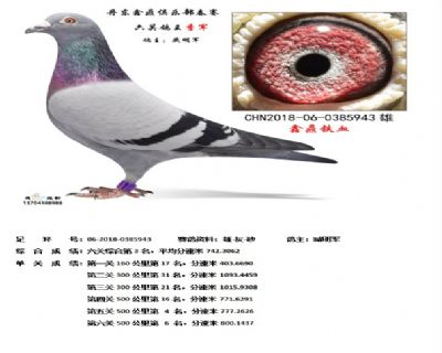 丹东鑫鼎六关鸽王季军