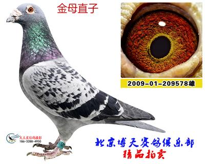 金母直子