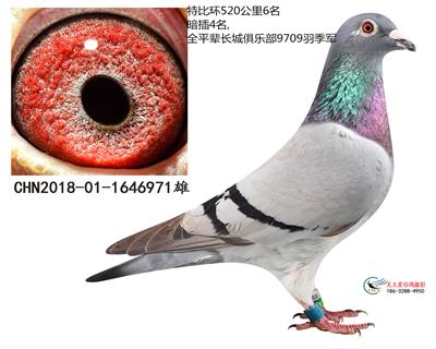金母外孫女本身特比環6名
