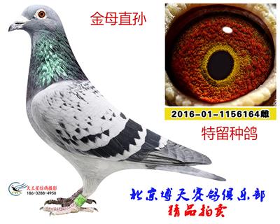 金母直孫