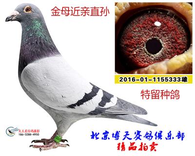金母近親直孫