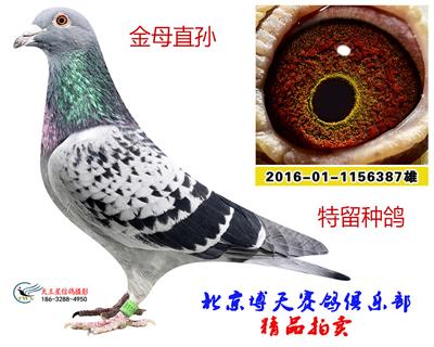 金母直孫