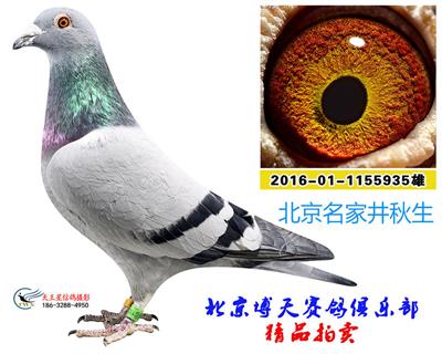 井秋生935