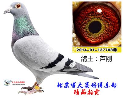 蘆剛成績鴿708