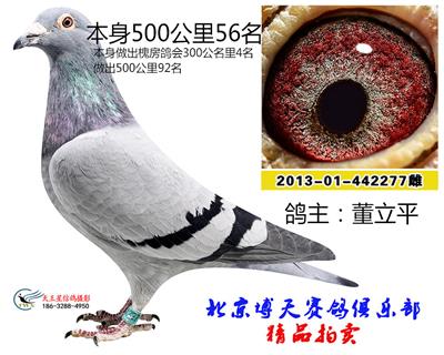 500公里56名
