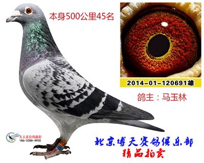 500公里45名
