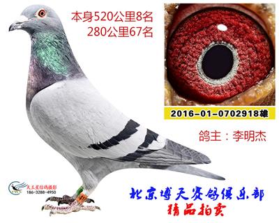 500公里8名