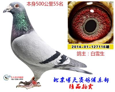 500公里54名