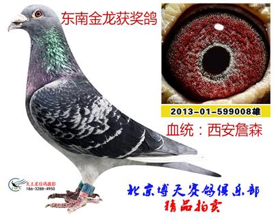 東南金龍獲獎鴿