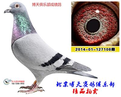 博天俱樂部成績鴿