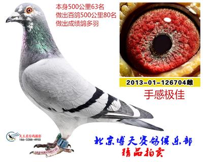 種鴿704