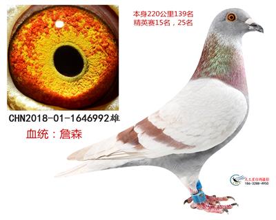 詹森922