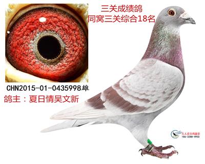 成績鴿998