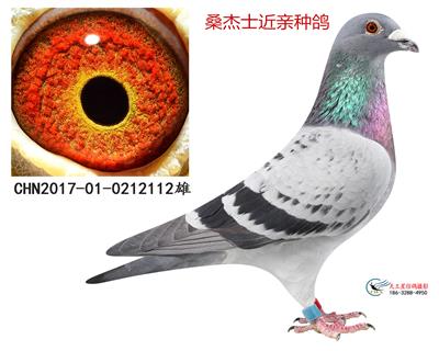 桑杰士近親種鴿112