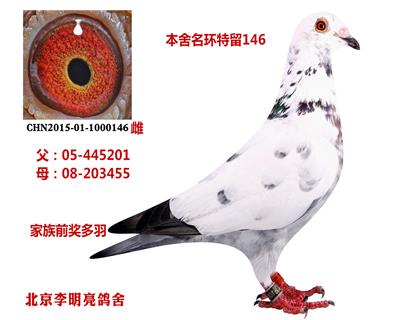 特留種鴿146
