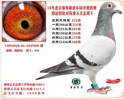 18赛客林波尔铁鹰海淀2万羽四关对抗赛总鸽王224名是雌鸽