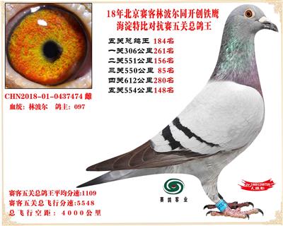 18赛客林波尔铁鹰2万羽四关对抗赛鸽王184名奇迹32重孙女