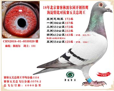 18赛客林波尔铁鹰2万羽四关对抗赛鸽王172名巴西王子孙子