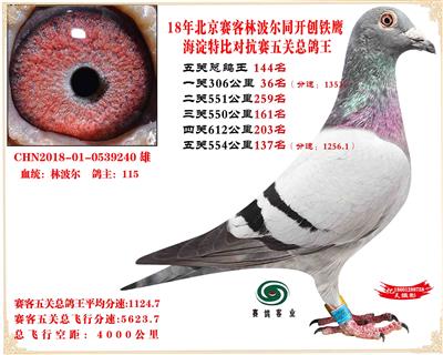 18赛客林波尔铁鹰海淀2万羽四关对抗赛总鸽王144名