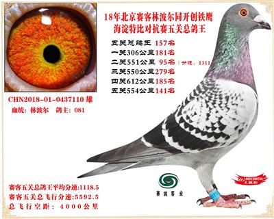18赛客林波尔铁鹰海2万羽四关对抗赛鸽王157名公牛男孩代表