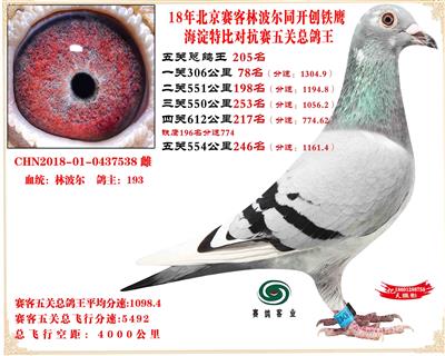 18赛客林波尔铁鹰2万羽对抗赛鸽王205名巴西王子高辈分女儿