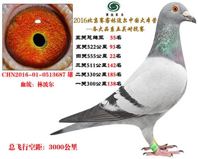 16赛客铁鹰8400羽四关对抗55名18做出对抗子代53名